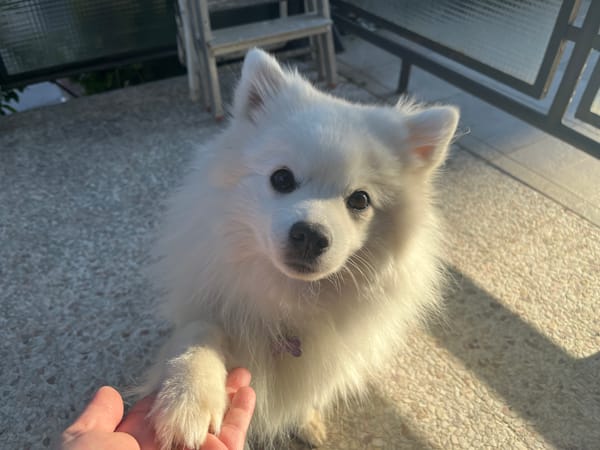 🐾 NOVICE IZ NAŠE PASJE EKIPE 🐾